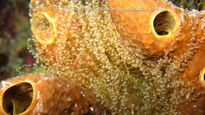 Knobby anemone (12)